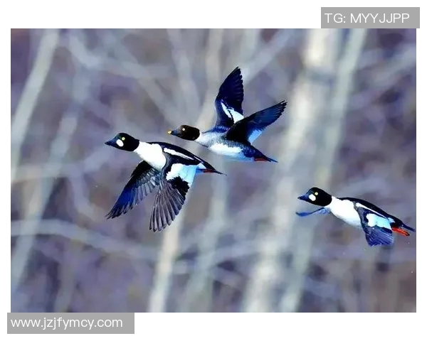 探索哈德森的魅力与历史深度，感受自然与人文的完美交融